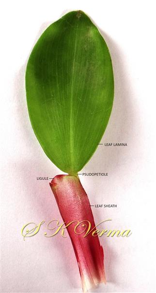 Leaf